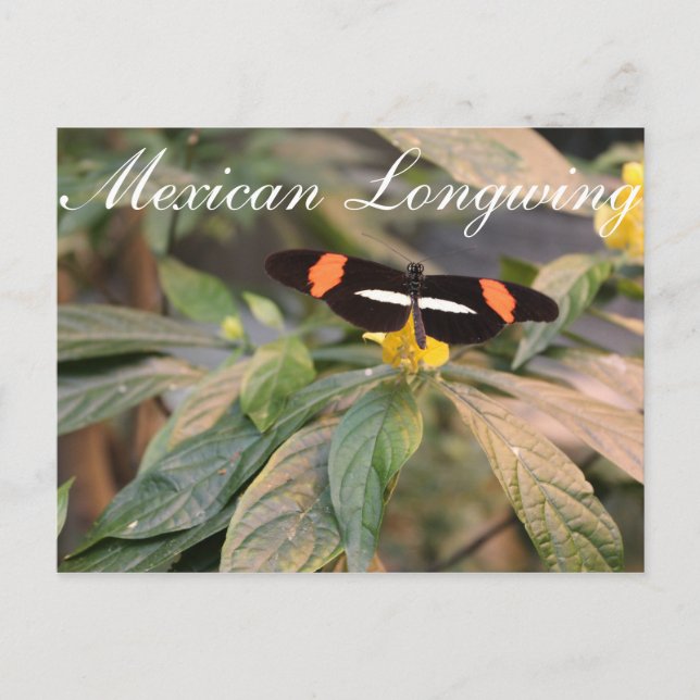 Carte Postale Papillon mexicain Longwing # 1 (Devant)
