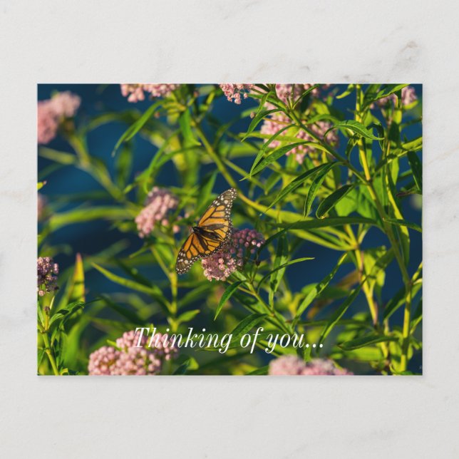 Carte postale « Papillon monarch et asclépiase » (Devant)