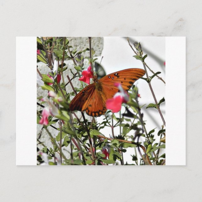 Carte Postale Papillon monarque (Devant)