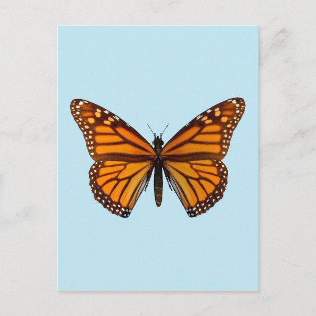 Carte Postale Papillon Monarque (Devant)