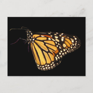 Carte Postale Papillon monarque