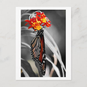 Carte Postale Papillon Monarque