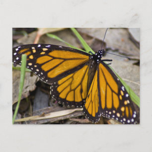 Carte Postale Papillon monarque