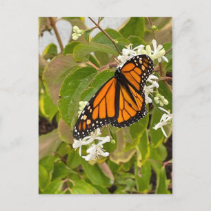 Carte Postale Papillon monarque