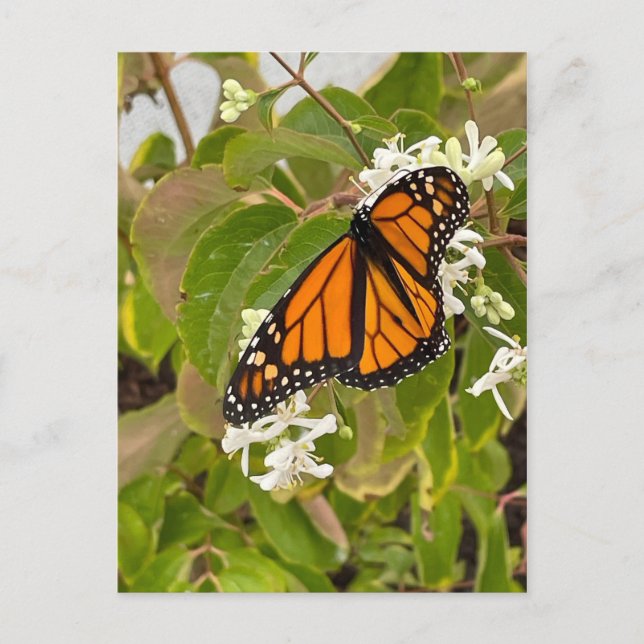 Carte Postale Papillon monarque (Devant)