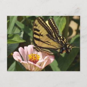 Carte postale Papillon Monarque