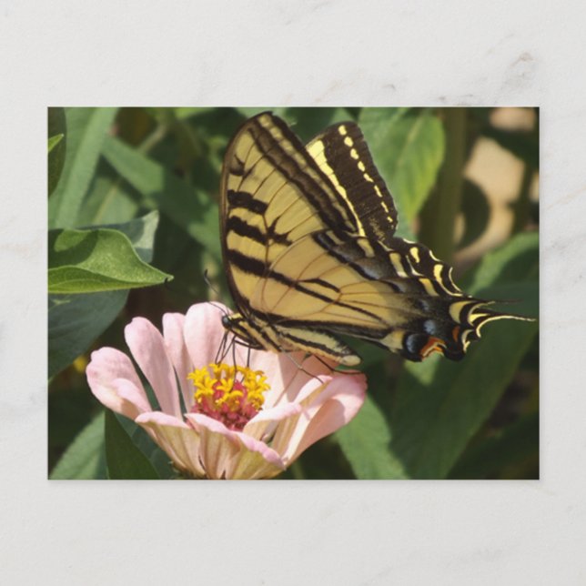 Carte postale Papillon Monarque (Devant)