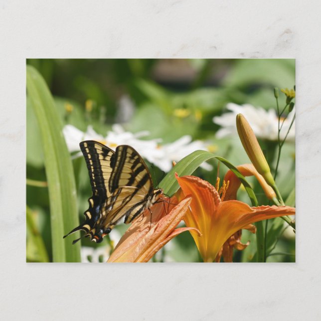 Carte postale Papillon Monarque (Devant)