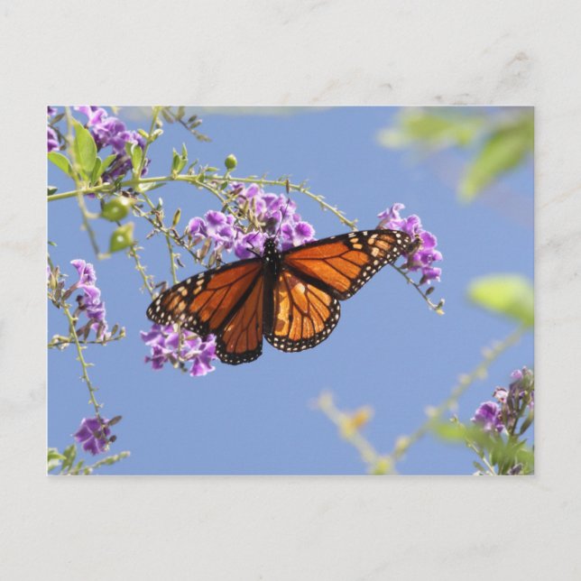 Carte Postale Papillon monarque (Devant)