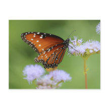 Papillon Monarque affamé