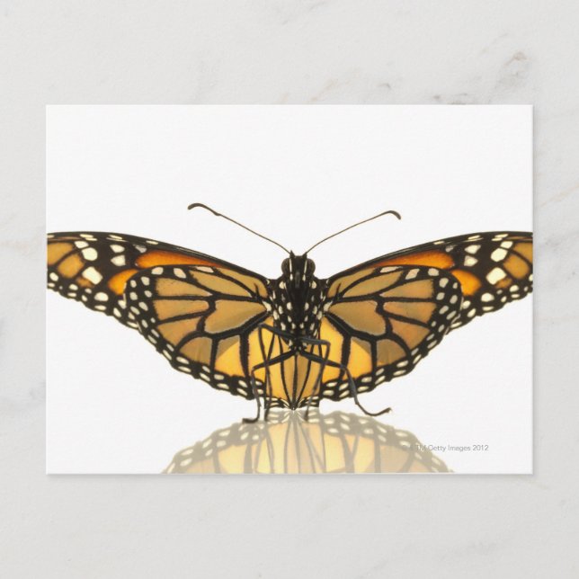 Carte Postale Papillon monarque avec ailes étalées (Devant)
