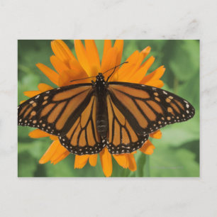 Carte Postale Papillon monarque (Danaus plexippus) en pot