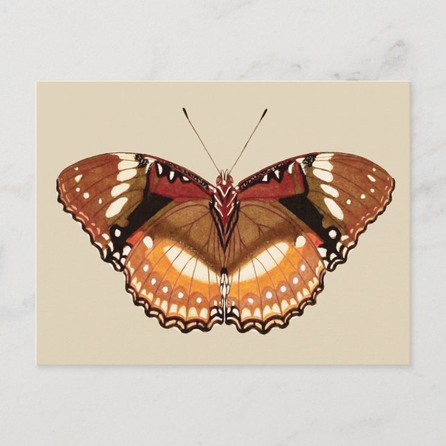 Carte Postale Papillon Monarque en Brown, rouille et crème (Devant)