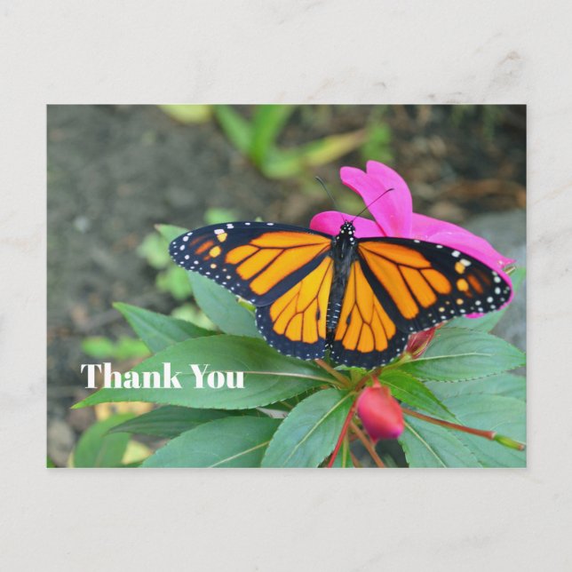 Carte Postale Papillon Monarque Fleurs Roses Photo Merci (Devant)