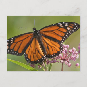 Carte Postale Papillon monarque mâle sur Asclépiade incarnate