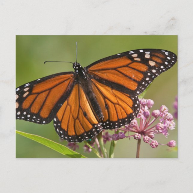Carte Postale Papillon monarque mâle sur Asclépiade incarnate (Devant)