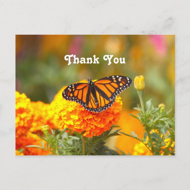 Carte Postale Papillon Monarque Marigold Orange Photo Merci (Devant)