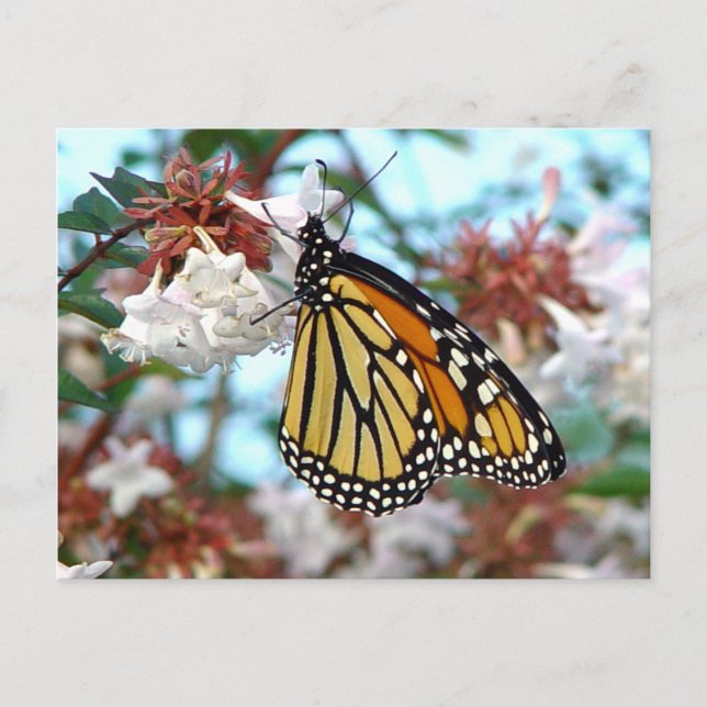 Carte postale Papillon Monarque orange (Devant)