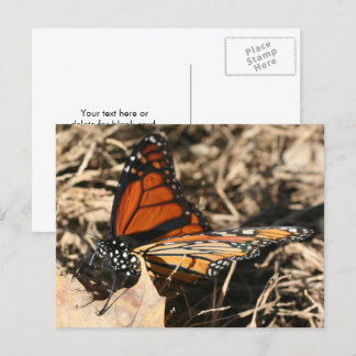 Carte Postale Papillon Monarque Posant Photographie De La Nature