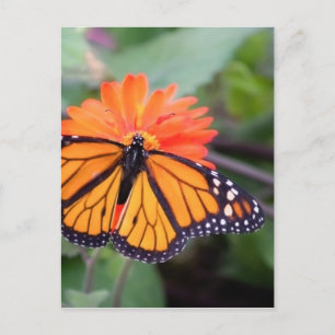 Carte Postale Papillon monarque sur fleur d'orange