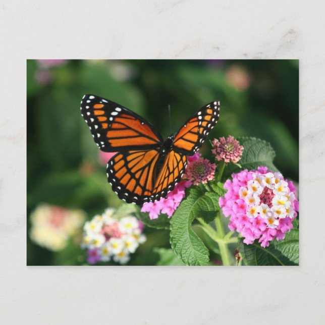 Carte Postale Papillon Monarque sur Fleur Lantana (Devant)