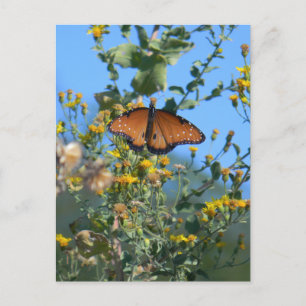 Carte Postale Papillon Monarque Sur Fleurs sauvages Jaunes