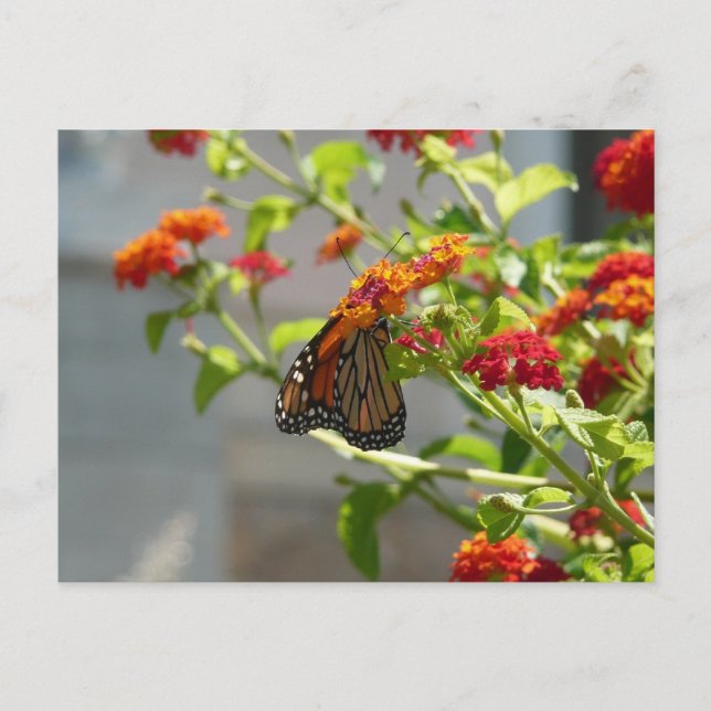 Carte Postale Papillon monarque sur le papillon rouge Bush (Devant)