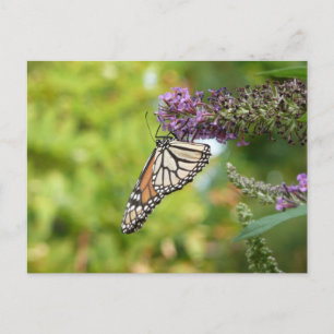 Carte Postale Papillon Monarque sur papillon pourpre Bush