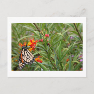 Carte Postale Papillon monarque sur plante de fleurs orange roug