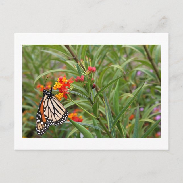 Carte Postale Papillon monarque sur plante de fleurs orange roug (Devant)