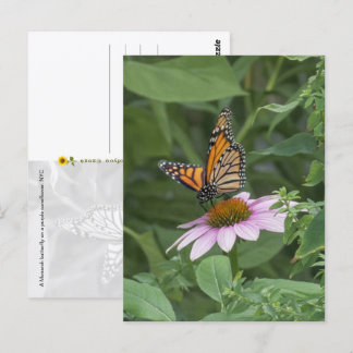 Carte Postale Papillon monarque sur une échynacée pourpre, NYC  