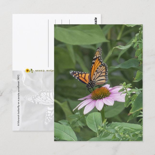 Carte Postale Papillon monarque sur une échynacée pourpre, NYC   (Devant / Derrière)