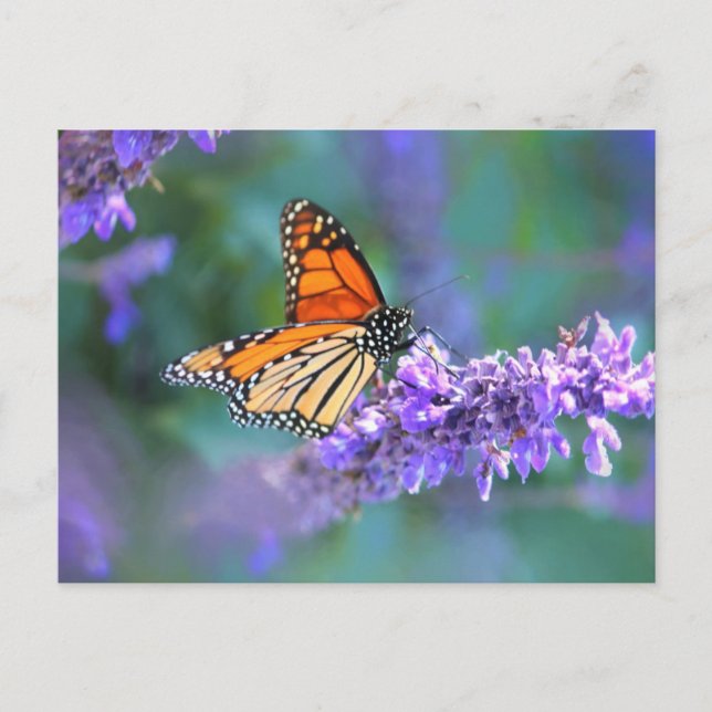Carte Postale Papillon monarque sur une fleur de lilas violet (Devant)