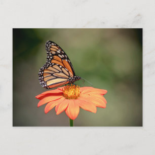 Carte Postale Papillon Monarque sur une fleur d'orange