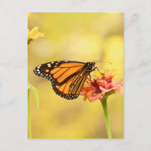 Carte Postale Papillon Monarque sur Zinnia