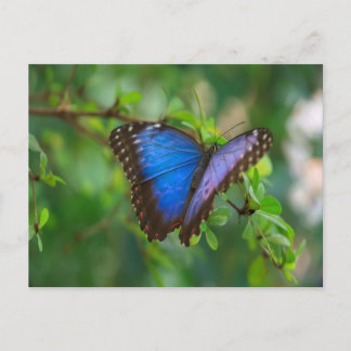Carte Postale Papillon Morpho Bleu