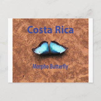 Carte Postale Papillon morpho Costa Rica
