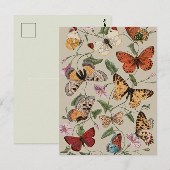 Carte Postale Papillon Moth Nature Collection Dessin (Devant / Derrière)