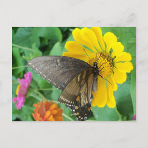 Carte Postale Papillon noir 2