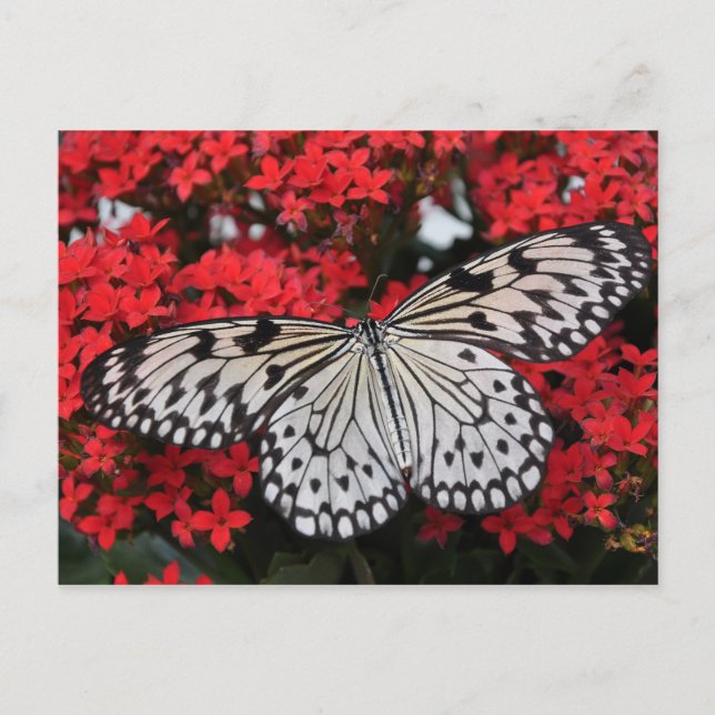 Carte Postale Papillon noir blanc tacheté sur fleurs rouges luxu (Devant)