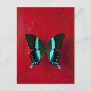 Carte Postale Papillon noir et bleu sur mur rouge