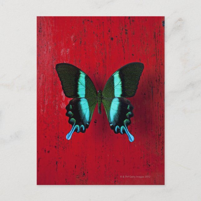 Carte Postale Papillon noir et bleu sur mur rouge (Devant)