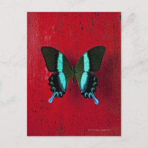 Carte Postale Papillon noir et bleu sur mur rouge