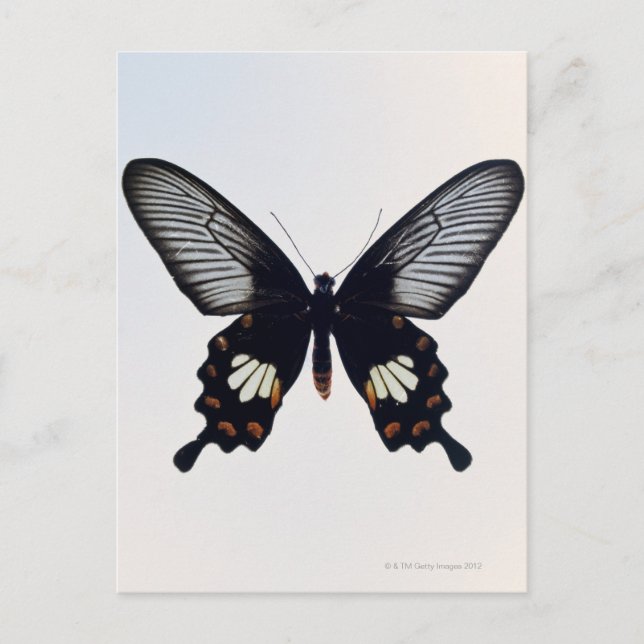 Carte Postale Papillon noir et brun (Devant)