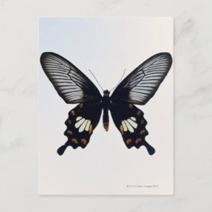 Carte Postale Papillon noir et brun