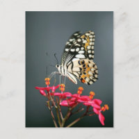 Papillon noir et jaune blanc sur Fleurs roses
