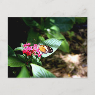 Carte Postale Papillon noir et orange