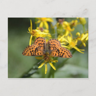 Carte Postale Papillon noir et orange sur Fleurs Jaunes