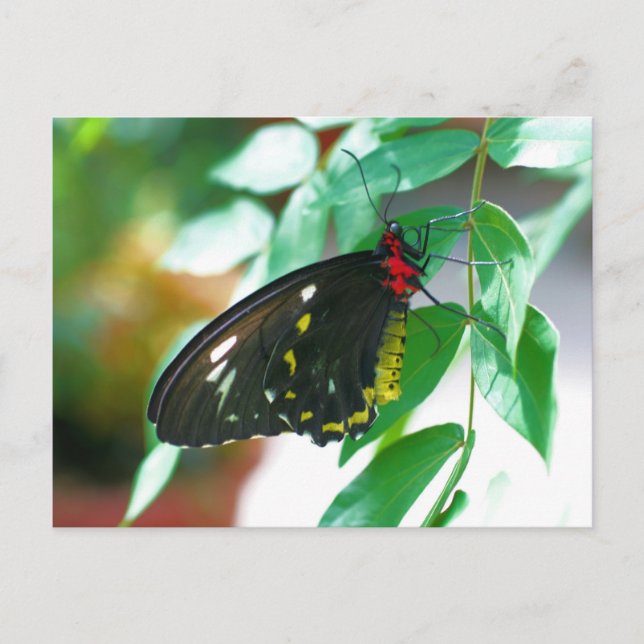 Carte Postale Papillon noir Nature  (Devant)