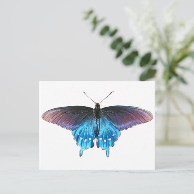 Carte Postale Papillon noir sur la New River (Debout devant)